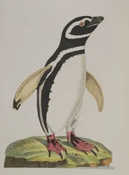 Illustration of a penguin (from 
